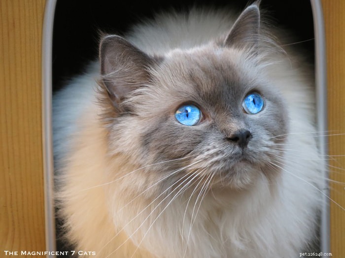 Meet Pixie: The Charming Blue‑Point Princess of London’s Famous Seven Cats