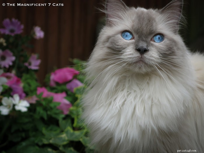 Meet Pixie: The Charming Blue‑Point Princess of London’s Famous Seven Cats