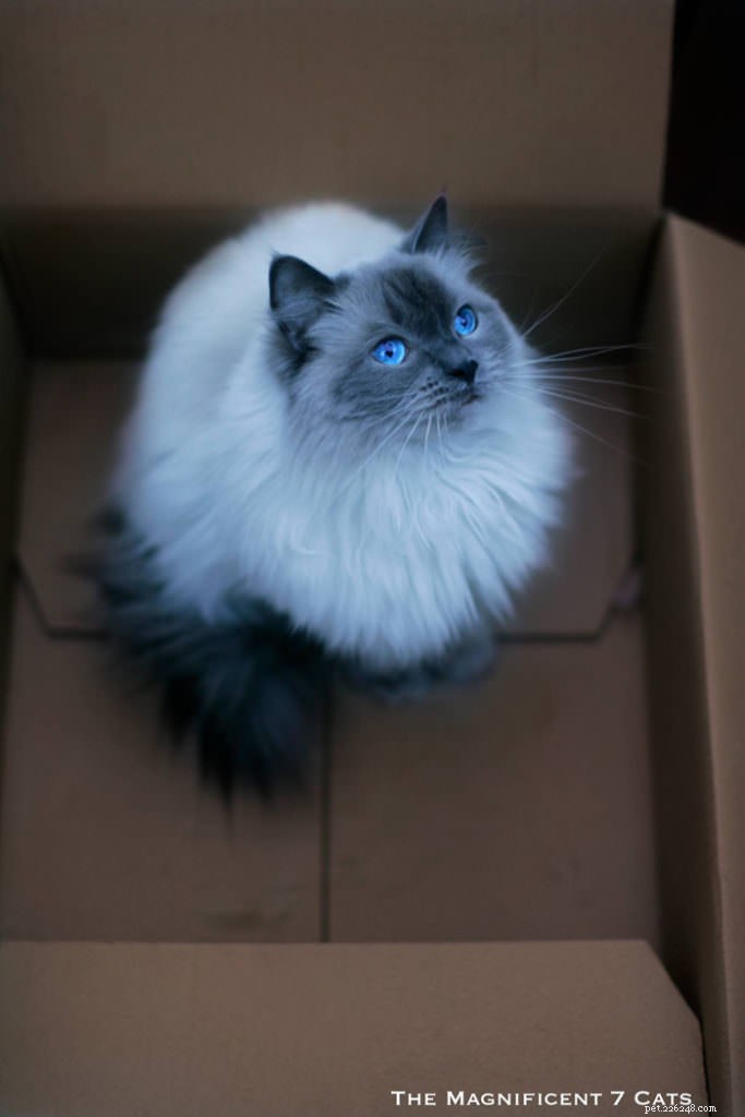 Meet Pixie: The Charming Blue‑Point Princess of London’s Famous Seven Cats