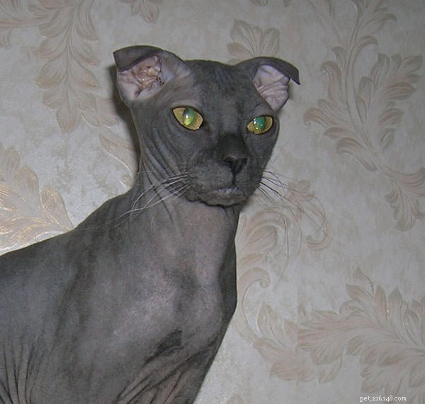 15 Most Unusual Cat Breeds You’ll Want to Meet