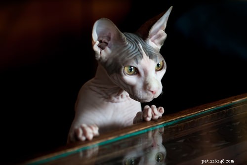 15 Most Unusual Cat Breeds You’ll Want to Meet