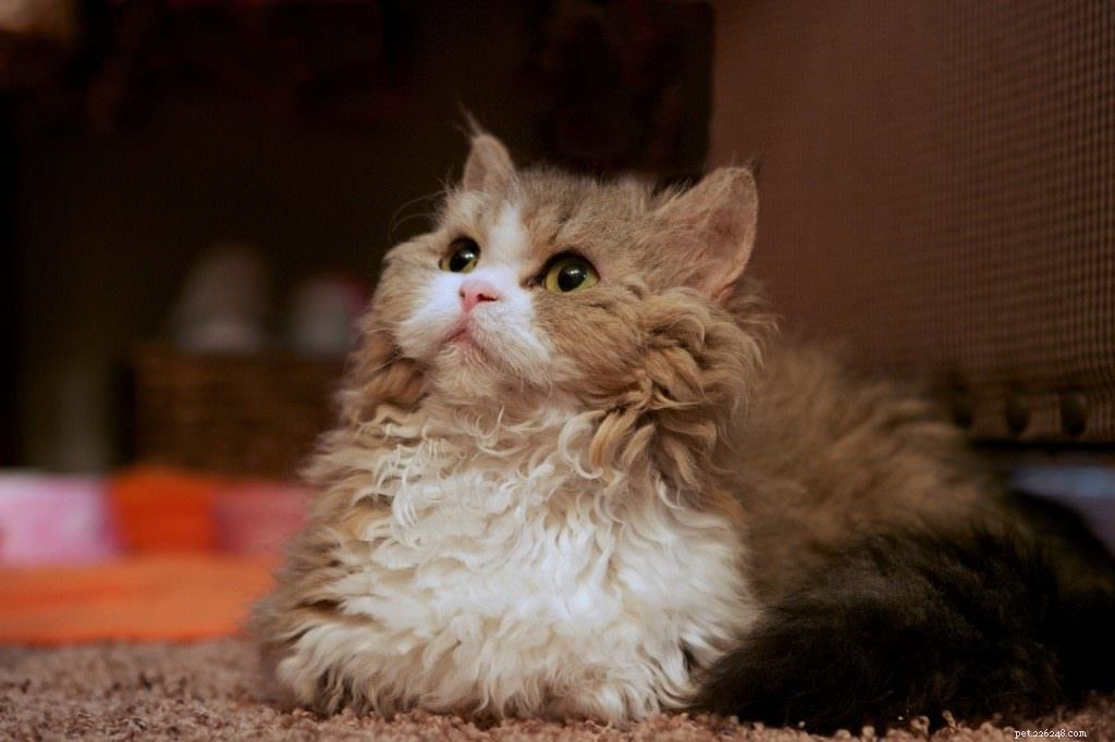 15 Most Unusual Cat Breeds You’ll Want to Meet