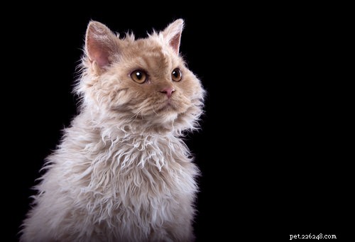 15 Most Unusual Cat Breeds You’ll Want to Meet