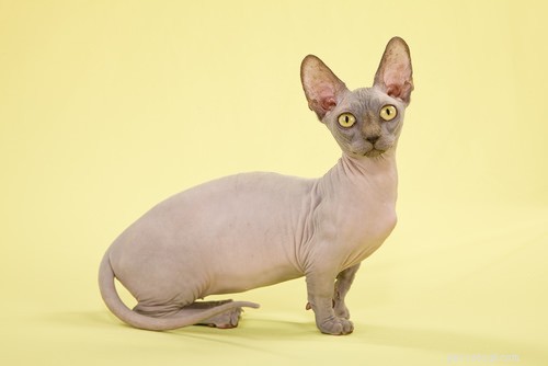 15 Most Unusual Cat Breeds You’ll Want to Meet