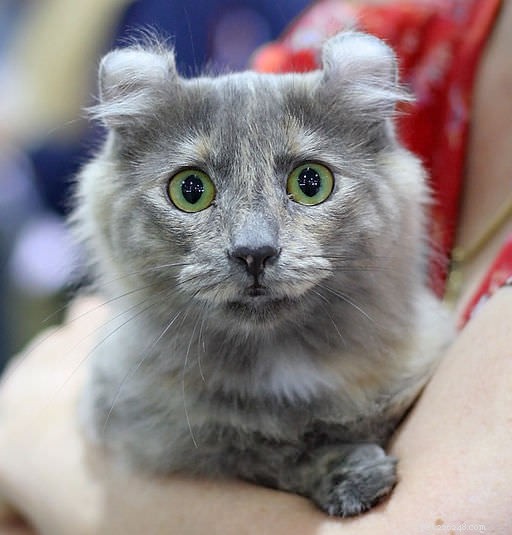 15 Most Unusual Cat Breeds You’ll Want to Meet