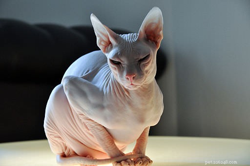 15 Most Unusual Cat Breeds You’ll Want to Meet