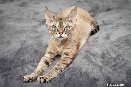 15 Most Unusual Cat Breeds You’ll Want to Meet