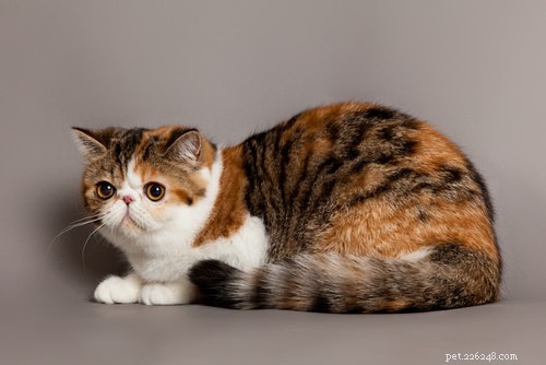 15 Most Unusual Cat Breeds You’ll Want to Meet