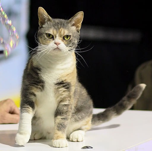 15 Most Unusual Cat Breeds You’ll Want to Meet