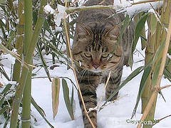 5 Remarkable Cat Breeds from Asia & Africa