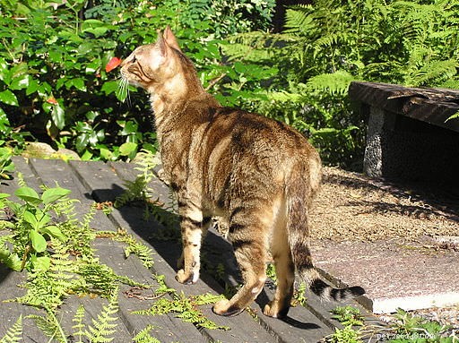 5 Remarkable Cat Breeds from Asia & Africa