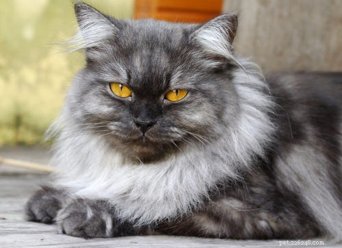 5 Remarkable Cat Breeds from Asia & Africa