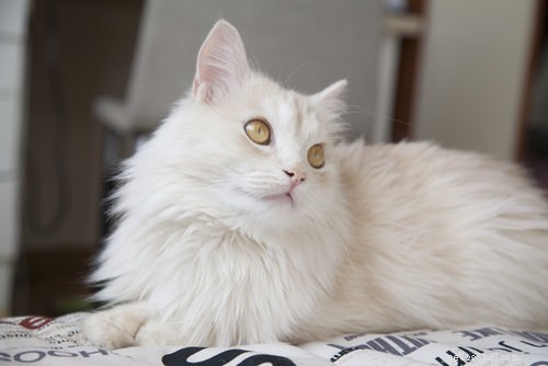 5 Remarkable Cat Breeds from Asia & Africa