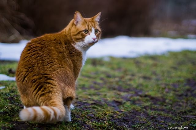 7 Fascinating Facts About Orange Tabby Cats