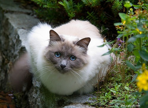 10 Long-Haired Cat Breeds with Stunning, Irresistible Fur