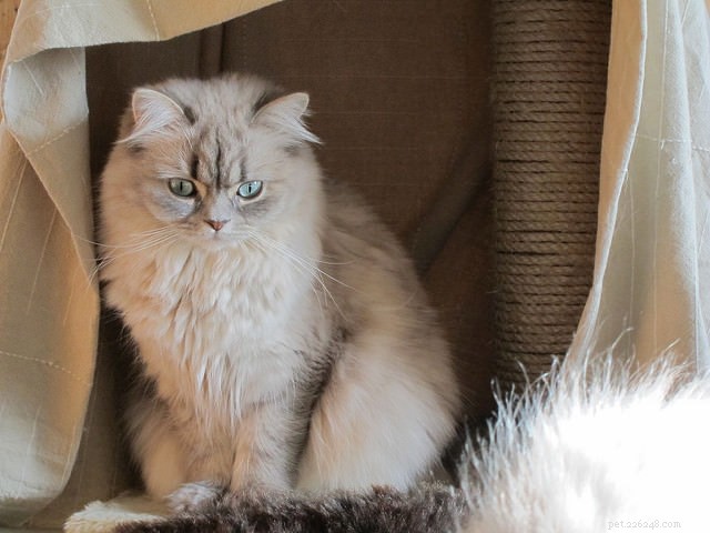 10 Long-Haired Cat Breeds with Stunning, Irresistible Fur