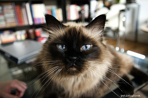 10 Long-Haired Cat Breeds with Stunning, Irresistible Fur