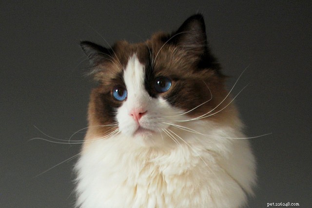 10 Long-Haired Cat Breeds with Stunning, Irresistible Fur