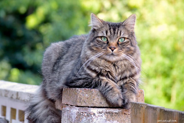 10 Long-Haired Cat Breeds with Stunning, Irresistible Fur