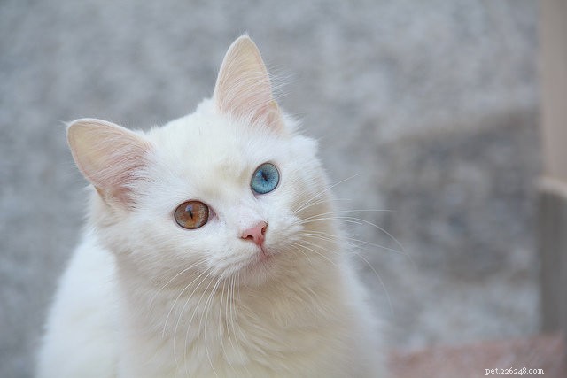 10 Long-Haired Cat Breeds with Stunning, Irresistible Fur