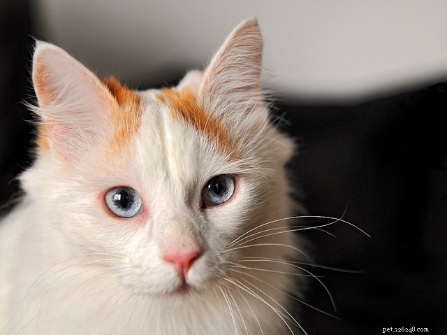 10 Long-Haired Cat Breeds with Stunning, Irresistible Fur