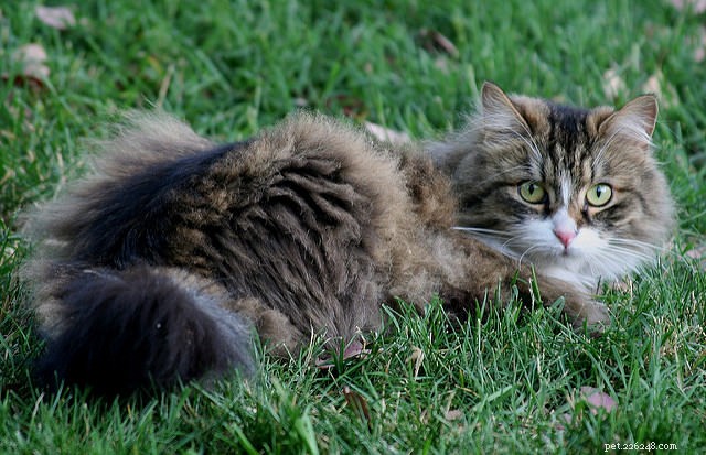 10 Long-Haired Cat Breeds with Stunning, Irresistible Fur