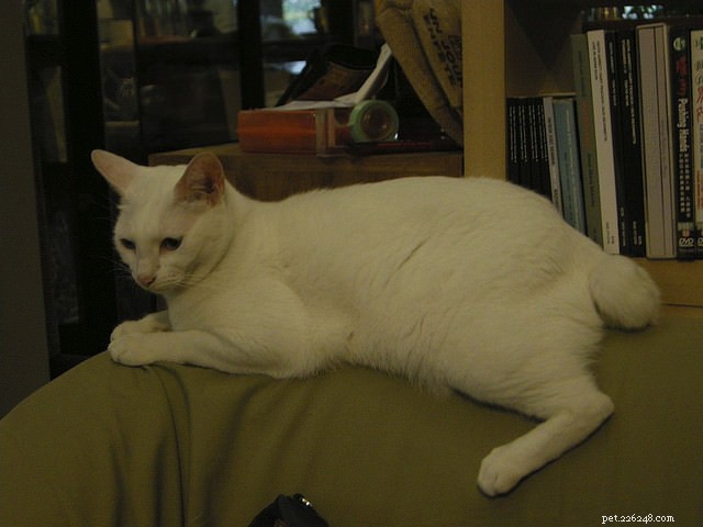 Top 7 Highly Independent Cat Breeds for Busy Owners