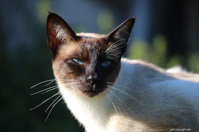 Top 7 Highly Independent Cat Breeds for Busy Owners