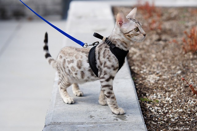 Top 7 Highly Independent Cat Breeds for Busy Owners