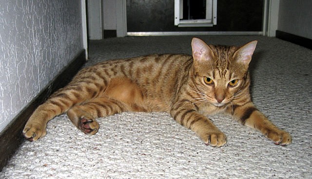 Top 7 Highly Independent Cat Breeds for Busy Owners