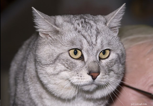 Top 7 Highly Independent Cat Breeds for Busy Owners