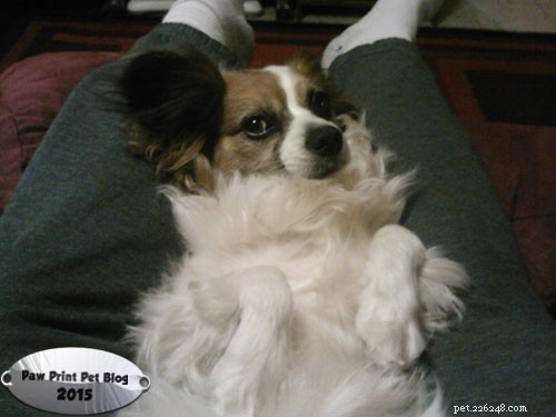 Enhancing Bonding: How to Spend Quality Time with Your Pets
