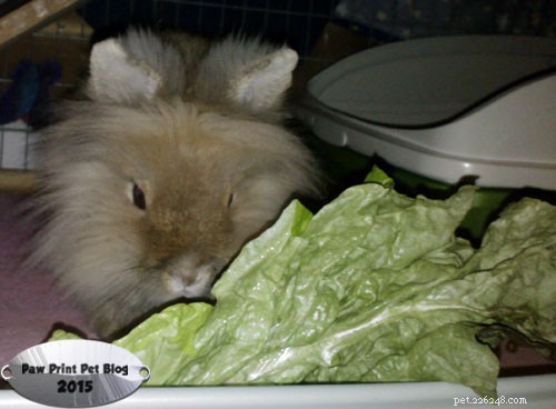 Senior Pets: Tips to Keep Your Bunny, Gecko, and Dog Healthy and Happy
