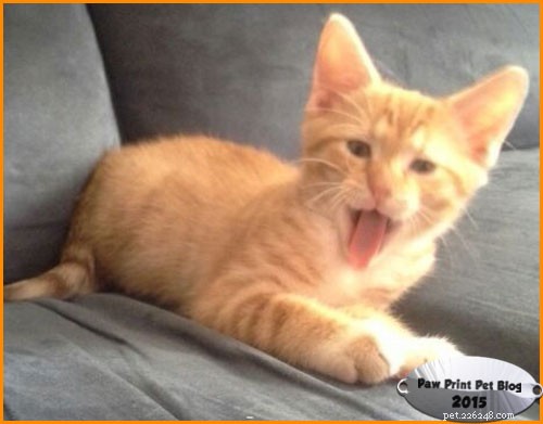 Why Indoors Keep Cats Healthier and Protect Wildlife