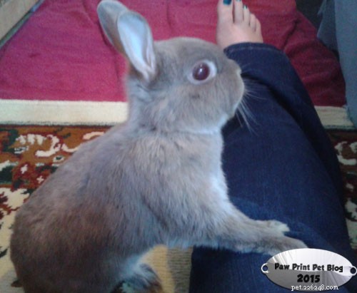 Understanding and Treating Rabbit Conjunctivitis: A Comprehensive Guide