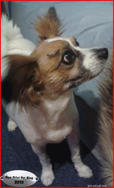 When Natural Remedies Fail: Why I Chose a Chemical Flea Treatment for My Dog