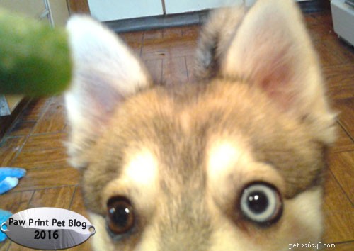 Green Beans: A Low‑Calorie, Nutrient‑Packed Treat for Dogs