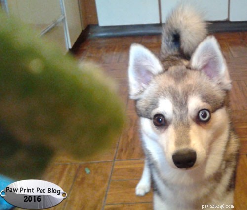 Green Beans: A Low‑Calorie, Nutrient‑Packed Treat for Dogs