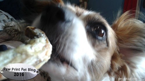 Sustainable Ways to Feed Your Dogs: Healthy Fish Treats & Alternatives