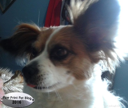 Sustainable Ways to Feed Your Dogs: Healthy Fish Treats & Alternatives