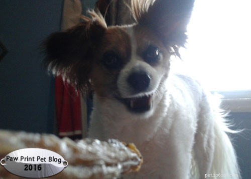 Sustainable Ways to Feed Your Dogs: Healthy Fish Treats & Alternatives