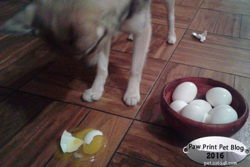 Feeding Eggs to Dogs: A Safe Guide for Your Furry Friend