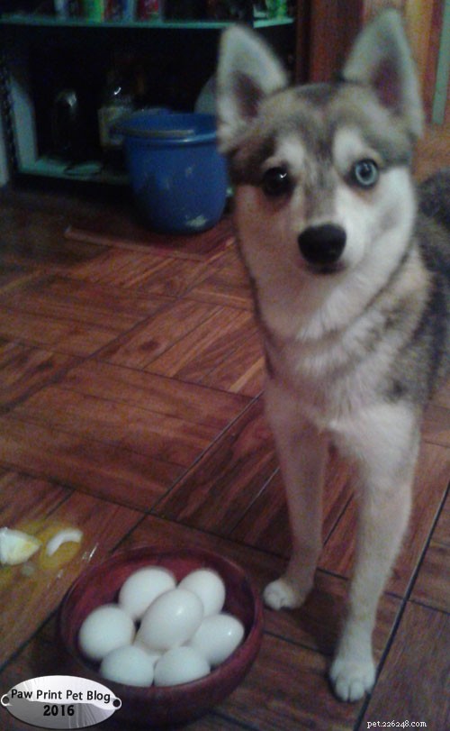 Feeding Eggs to Dogs: A Safe Guide for Your Furry Friend