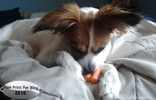 Healthy Carrot Habits for Your Rabbit: A Practical Guide