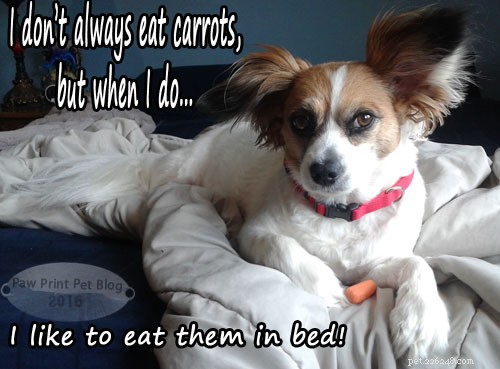 Healthy Carrot Habits for Your Rabbit: A Practical Guide