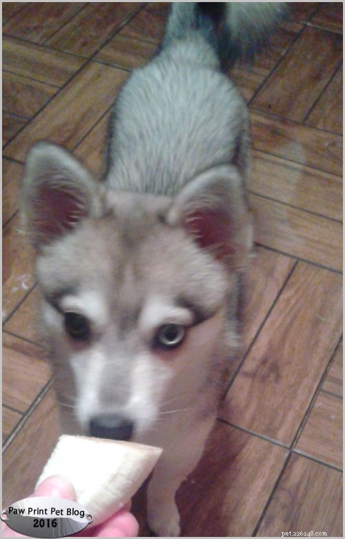 Banana vs. Beef: The Unexpected Winner for Your Dogs