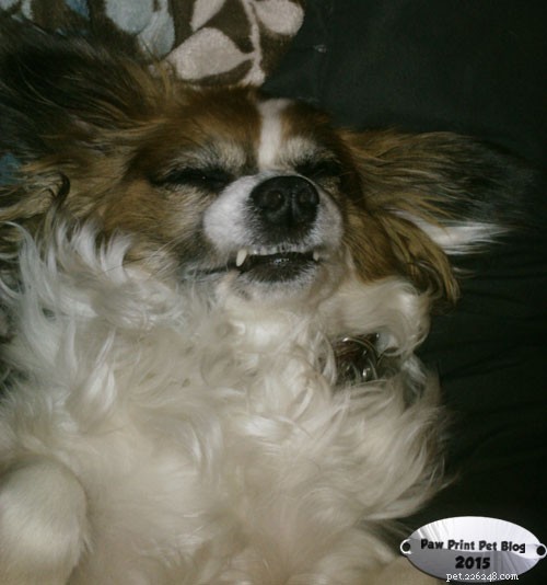 Celebrate February: Protect Your Pet’s Smile with Pet Dental Health Month