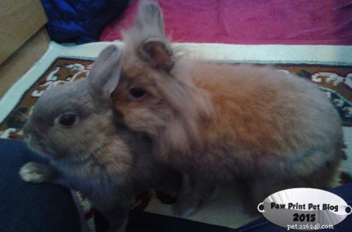 Why Spaying or Neutering Your Pet Rabbit Is Essential for Health and Happiness