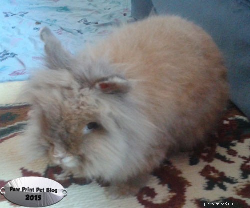 Why Spaying or Neutering Your Pet Rabbit Is Essential for Health and Happiness