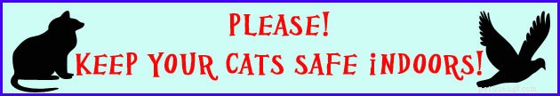 How to Keep Your Indoor Cat Happy and Healthy